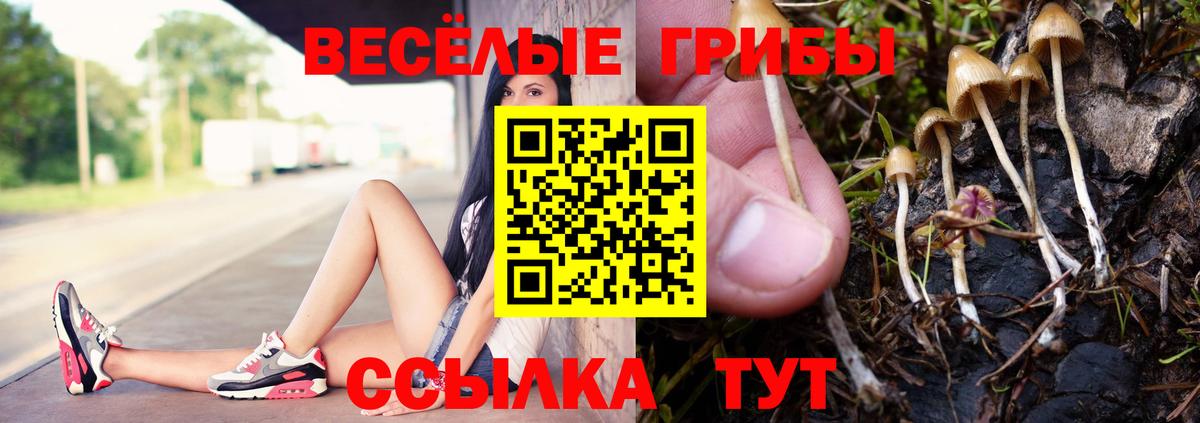 Галлюциногенные грибы Psilocybe Кисловодск